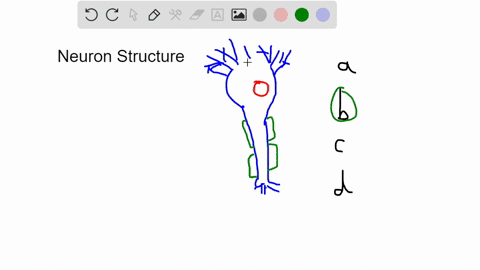 in-the-structure-of-the-neuron-the-__________receives-messages-from-other-cells-a-axon-b-dendrite-c-91154