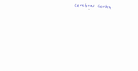 question-28-2-pts-which-of-the-following-is-a-correct-pairing-of-a-lobe-of-the-cerebral-cortex-and-its-function-frontallobe-somatosensory-processing-occipitallobe-visual-input-processing-tem-83584