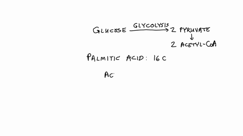 how-many-glucose-molecules-would-be-required-to-generate-one-palmitic-acid-molecule-palmitic-acid-is-a-16-carbon-fully-saturated-fatty-acid-ifyou-made-it-by-breaking-glucose-down-via-glycoly-87822