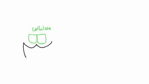 practice-perrormance-lask-cellulase-both-humans-and-cows-are-able-to-consume-plant-matter-made-up-of-complex-carbohydrates-such-as-starch-or-cellulose-however-cows-digestive-system-is-very-d-68526