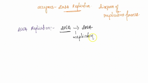 enzymes-in-dna-replication-helicase-unwinds-parental-double-helix-binding-proteins-stabilize-separate-strands-primase-dna-ligase-adds-short-polymerase-joins-okazaki-primer-to-binds-fragments-85932