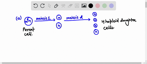 after-meiosis-2-which-best-describes-the-daughter-cells-0-there-are-4-genetically-distinct-daughter-cells-there-are-genetically-distinct-diploid-daughter-cells-there-are-2-genetically-distin-19577