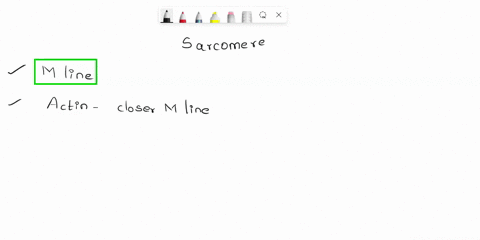 what-part-of-the-sarcomere-does-actin-move-closer-to-during-contraction-select-one-a-i-band-b-m-line-c-z-disc-74557