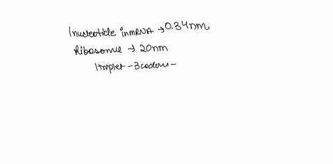 assuming-that-each-nucleotide-in-an-mrna-is-034-nm-long-how-many-triplet-codes-can-simultaneously-occupy-the-space-in-a-ribosome-that-is-20-nm-in-diameter-73704