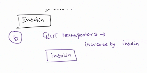 match-the-pancreatic-hormone-with-the-correct-functions-decreases-blood-glucose-insulin-increases-glut-transporters-insulin-stimulates-glycogenesis-insulin-stimulates-gluconeogensis-glucagon-91066