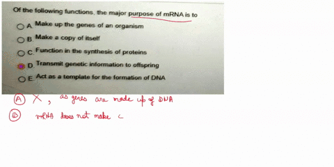 of-the-following-functions-the-major-purpose-of-mrna-is-to-0a-make-up-the-genes-of-an-organism-0-b-make-a-copy-of-itself-function-in-the-synthesis-of-proteins-d-transmit-genetic-information-80545
