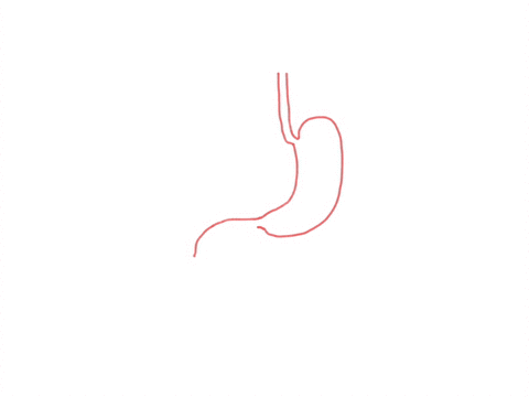 pancreas-secrete-sodium-bicarbonate-to-neutralize-acid-in-the-small-intestine-why-is-it-necessary-to-neutralize-chyme-in-the-small-intestine-68508