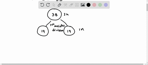 question-7-5-pts-cats-are-2n-38-what-would-the-outcome-of-meiosis-be-if-a-single-nondisjunction-error-occurred-in-meiosis-ii-373739-39-19191919-19191820-38383739-18182020-70865