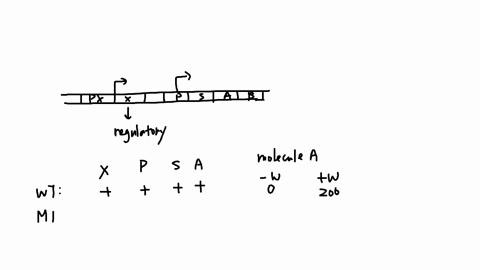 in-e-coli-the-fictitious-ab-operon-is-induced-by-the-presence-of-compound-w-diagram-of-the-operon-its-regulatory-proteins-and-regulatory-sites-is-shown-below-gene-x-gene-a-gene-b-px-px-promo-82277