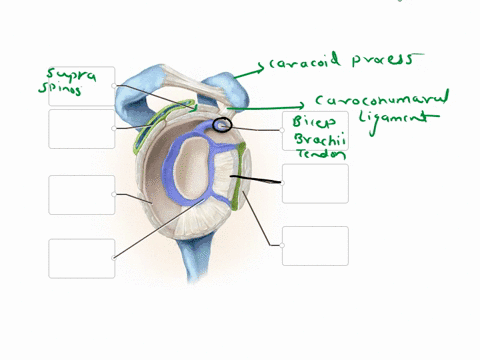correctly-label-the-following-anatomical-parts-of-the-glenohumeral-joint-synovial-membrane-cut-teres-minor-tendon-biceps-brachii-tendon-long-head-subdeltoid-bursa-supraspinatus-tendon-subsca-84862