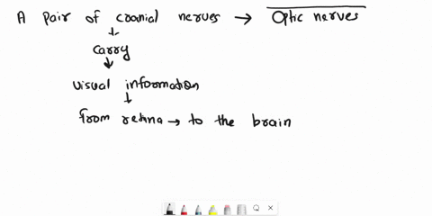 what-nerve-takes-the-impulse-of-sight-to-the-brain-03309