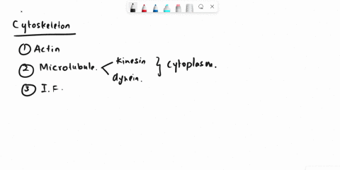 which-of-the-following-cytoskeletal-filaments-is-found-in-the-nucleus-kinesin-myosin-microtubule-dynein-intermediate-filament-microfilament-60087