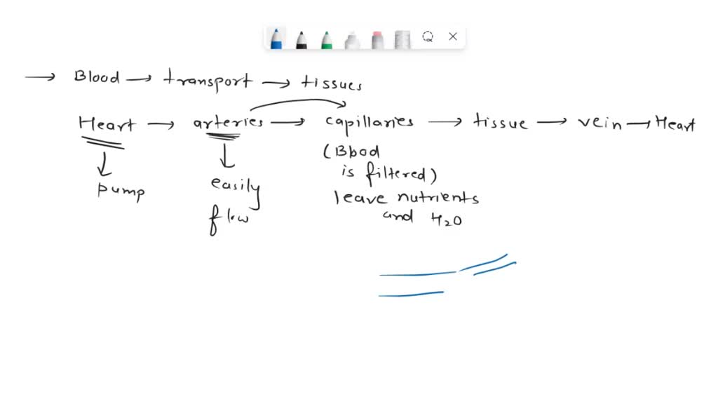 SOLVED Why does interstitial fluid form as a result of capillary