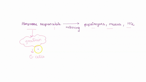 the-hormone-responsible-for-causing-the-stomach-to-release-pepsinogens-mucus-and-hydrochloric-acid-is-a-pepsin-b-rennin-gastrin-bile-e-amylase-62131