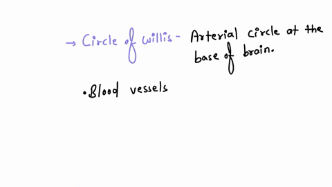 name-all-the-blood-vessels-involved-in-constructing-the-circle-of-willis-and-explain-its-significance-in-the-circulatory-supply-of-the-brain