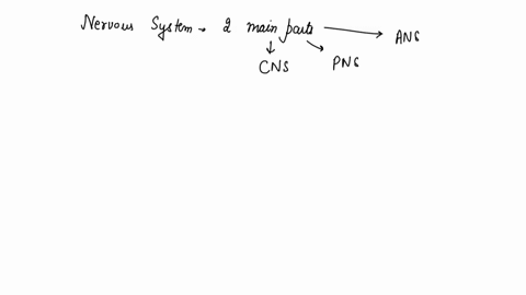 the-two-major-divisions-of-the-nervous-system-are-the-central-and-the-________-nervous-systems-56065