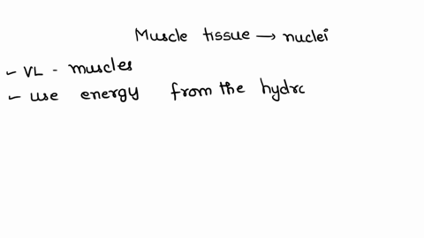 what-type-of-muscle-tissue-has-nuclei-pushed-to-the-side-of-the-cell-40262