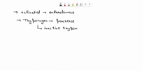 which-enzyme-cannot-be-converted-to-its-active-form-without-the-action-of-enterokinase-a-trypsinogen-b-chymotrypsinogen-c-procarboxypeptidase-d-proelastase-e-none-of-the-enzymes-listed-can-b-21213