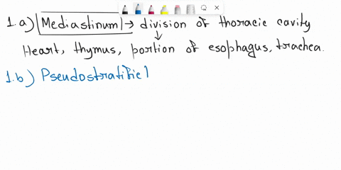 1a-the-region-of-the-thoracic-cavity-between-the-two-pleural-cavity-between-the-two-pleural-cavities-is-called1b-what-epithelial-tissue-lines-the-trachea1c-what-epithelial-tissue-lines-the-s-36253