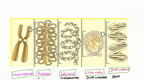 match-the-term-that-best-describes-eukaryotic-chromosome-structure-with-the-appropriate-image-78838