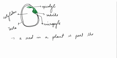 seeds-are-produced-during-sexual-reproduction-describe-one-function-of-the-seeds-produced-by-plants-25972