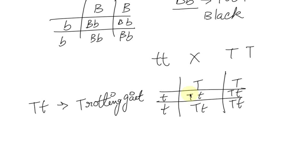 SOLVED: In Horses, Black Color (B) Dominates Chestnut Color (b) The ...