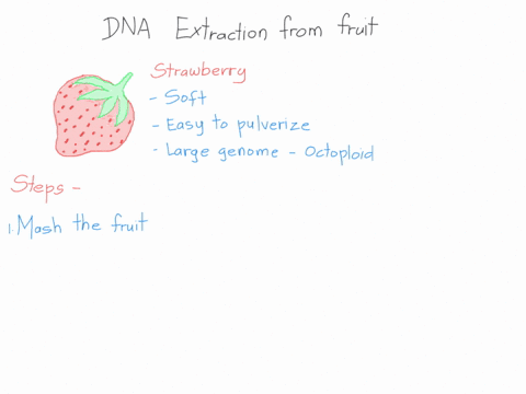 dna-extraction-experiment-tneelal-ioetmtio-fleax-provide-backgroud-infocmation-apout-42-2xprrinant-per-fumes-yout-plain-lnat-t2-asn-0f-45rs-stawbery-2-minimm-200-ords-hbteriak-nm_-the-matoia-04689