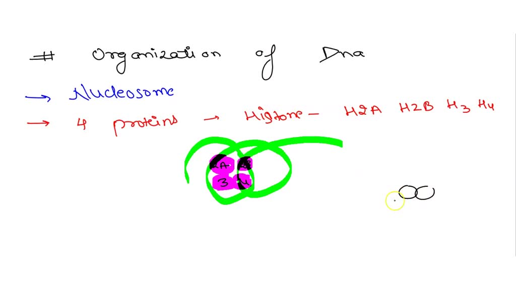 SOLVED: How does Aceto-Orcein interact with the chromosome? Give ...