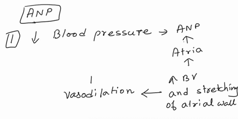 15-atrial-natriuretic-peptide-decreases-blood-pressure-increases-thirst-decreases-gfr-increases-na-reabsorption-increases-blood-volume-84125