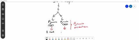 what-is-removed-from-pyruvate-during-its-conversion-into-an-acetyl-group-a-oxygen-b-mathrmatp-c-mathrmb-vitamin-d-carbon-dioxide-2