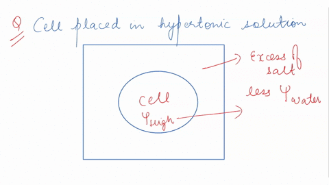 human-cell-placed-into-hypertonic-solution-is-likely-to-increase-in-size-_-burst-as-a-result-of-osmosis-remain-unchanged-ose-water-by-osmosis-submit-previous-answers-request-answer-incorrect-86911