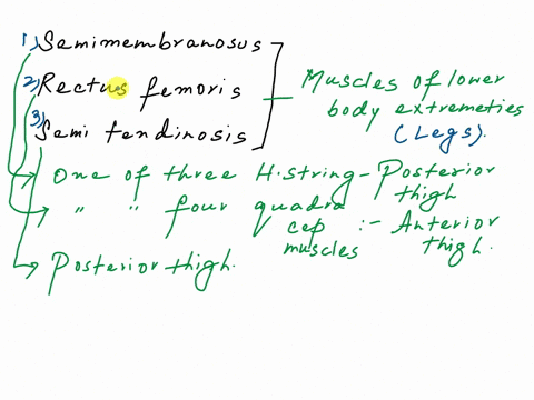 8c-rectus-emoris-add-it-to-the-figure-above-and-to-your-3d-skeleton-origin-insertion-predicted-action-does-this-muscle-extend-the-hip-or-flex-the-hip-choose-one-actual-action-does-this-muscl-40158