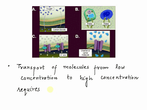 which-mode-of-cell-transport-illustrated-below-can-move-molecules-from-areas-of-low-concentration-to-high-concentration-oxygen-b-water-water-cardon-dioxide-d-channel-carrer-molecule-hions-se-80577