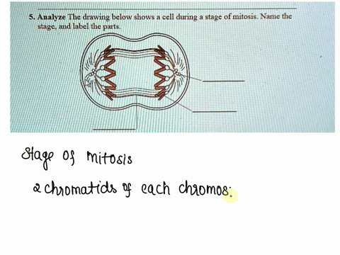 5-analyze-the-drawing-below-shows-a-cell-during-stage-of-mitosis-name-the-stage-and-label-the-paits-05134