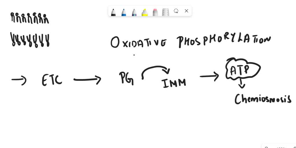 solved-summarize-the-key-features-of-oxidative-phosphorylation