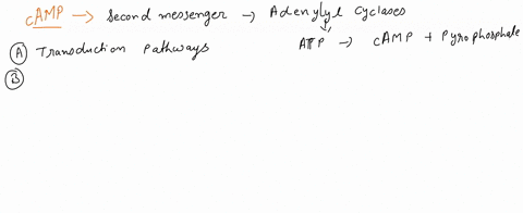 which-of-the-following-is-true-regarding-camp-a-camp-activates-adenylate-cyclase-b-camp-releases-the-hormones-from-its-target-receptor-c-camp-dissociates-regulatory-subunits-from-protein-kin-41195