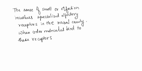 explain-how-the-sense-of-smell-is-carried-into-the-brain-from-olfactory-nerves-32387