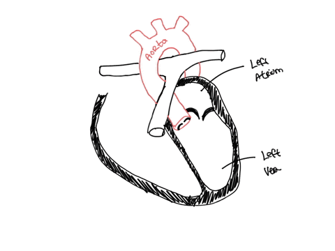 which-chamber-pumps-blood-to-the-aorta-14588