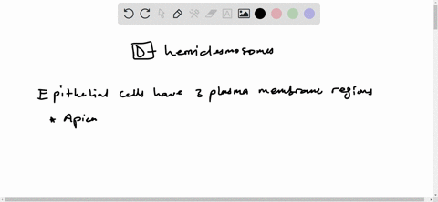 which-of-the-following-types-of-junctions-are-not-found-on-the-lateral-surfaces-of-epithelial-cells-a_-adherens-junctions-b_-desmosomes-c-gap-junctions-d-hemidesmosomes-e_-tight-junctions-09086