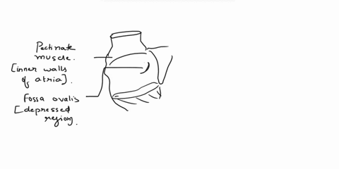 correctly-label-the-following-internal-anatomy-of-the-heart-right-atrium-interventricular-septum-right-ventricle-right-av-tncuspid-valve-tendinous-cords-papillary-muscles-fossa-ovalis-pectin-56997