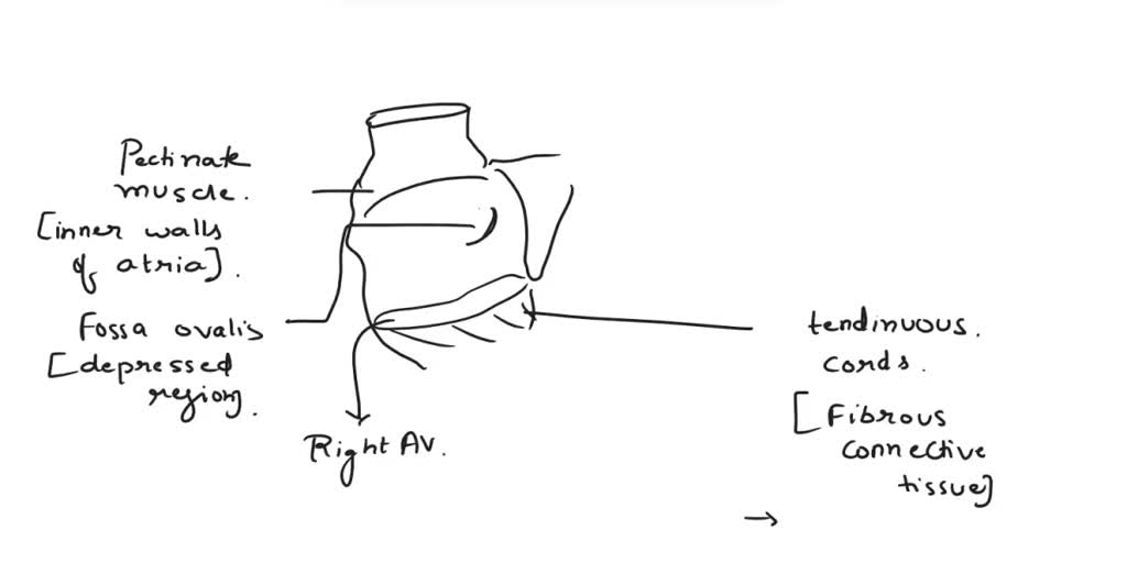 SOLVED: Label the components of the heart as seen from a posterior view ...