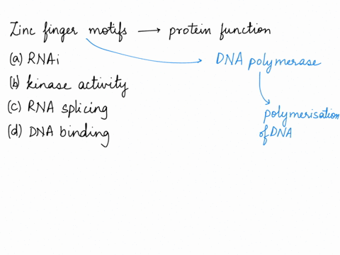 zinc-finger-peptide-motifs-are-responsible-for-what-aspect-of-protein-function-select-one-a-rnai-b-kinase-activity-c-rna-splicing-d-dna-binding-90955