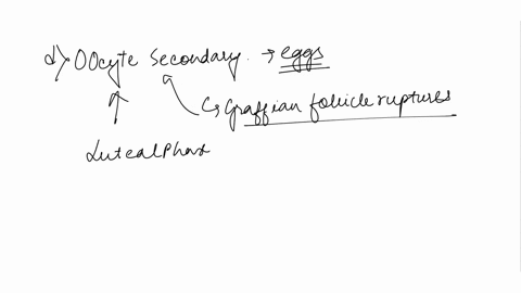 the-name-of-tha-gamete-which-is-ovulated-each-month-is-called-ithe-select-one-ootid-b-zygote-primary-oocyte-secondary-oocyte-primordial-follicle-clear-my_choice-if-fertilization-does-not-occ-83722