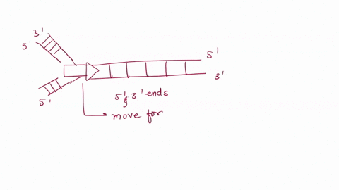 part-3-elongation-of-replication-label-the-und-ends-of-the-dna-strands-label-the-leading-and-lagging-strands-of-the-dna-fill-in-what-you-would-expect-in-snap-shot-4-in-your-diagram-include-t-32703