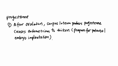 roles-of-progesteron