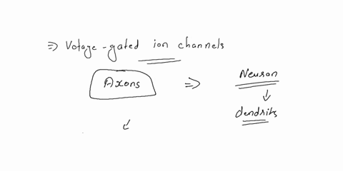 19-voltage-regulated-channels-are-located-a-within-the-cytosol-only-b-in-the-membranes-of-dendrites-only-c-in-the-membranes-of-axons-only-d-on-the-neuron-cell-body-only-e-in-the-membranes-of-57587