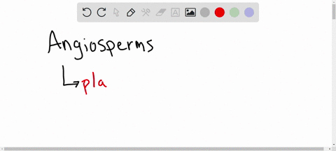 give-and-example-of-angiosperm