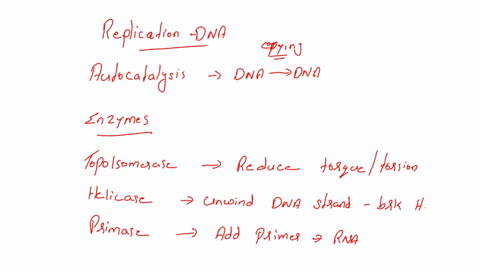 explain-the-process-of-dna-replication-with-a-focus-on-the-enzymes-required-and-their-job-in-the-replication-process_-example-the-first-step-in-dna-replication-is-describe-explain-what-the-e-78818