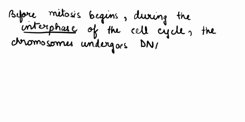 when-chromosome-will-have-two-identical-sister-chromatids-after-mitosis-before-mitosis-begins-after-cytokinesis-before-s-phase-94715