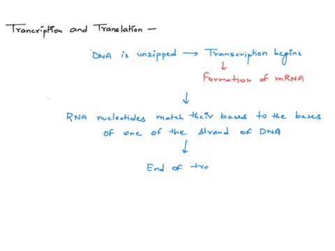 put-the-steps-of-transcription-and-translation-in-the-order-that-they-occur-in-drag-and-drop-mrna-connects-to-the-ribosome-and-translation-begins-the-stop-codon-is-reached-and-mrna-leaves-th-19872